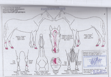 Copidon