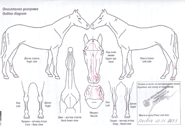 Gigant