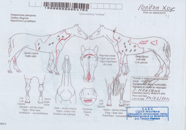 Goldan-horse