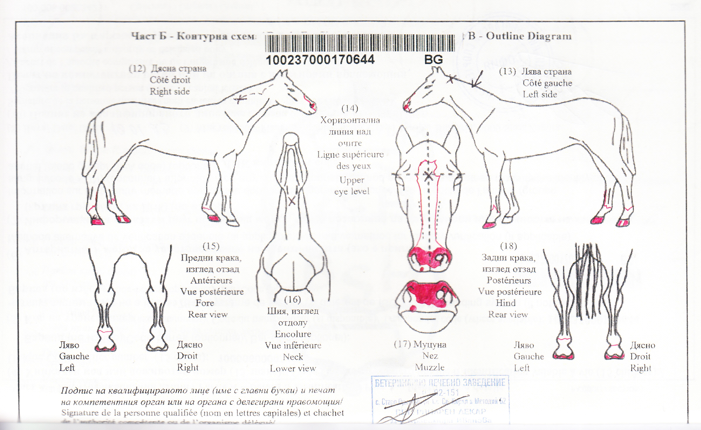 Korneus