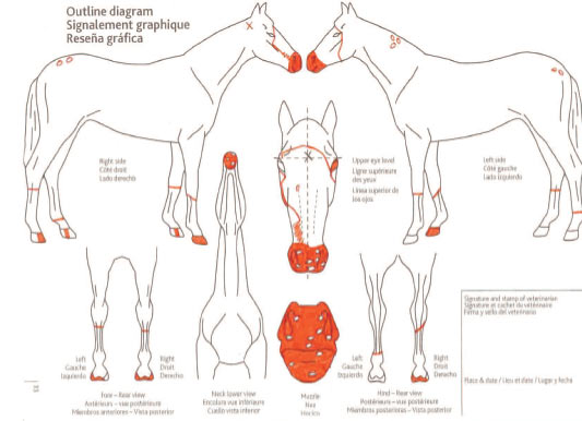 Site_horse_details